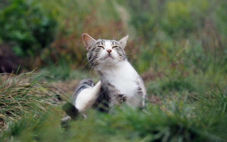 Quels sont les différents parasites chez le chat, quels sont les risques et comment s’en débarrasser ?