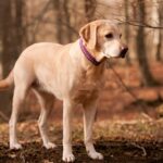 joli labrador