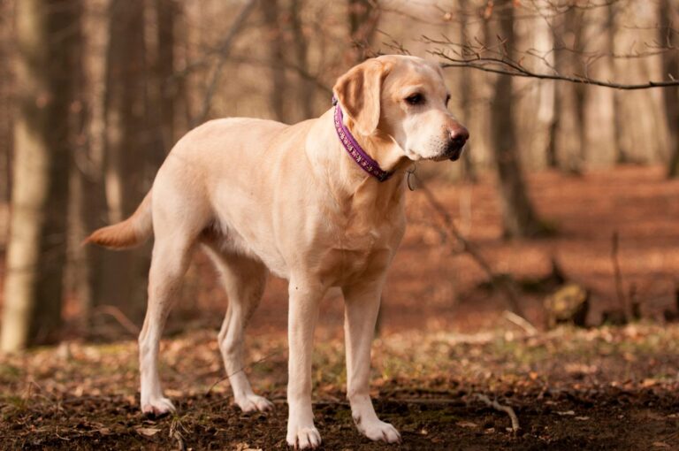 Labrador Retriever