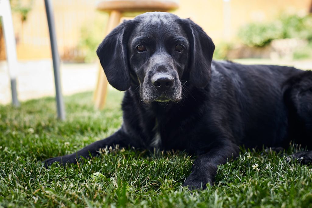 labrador noir