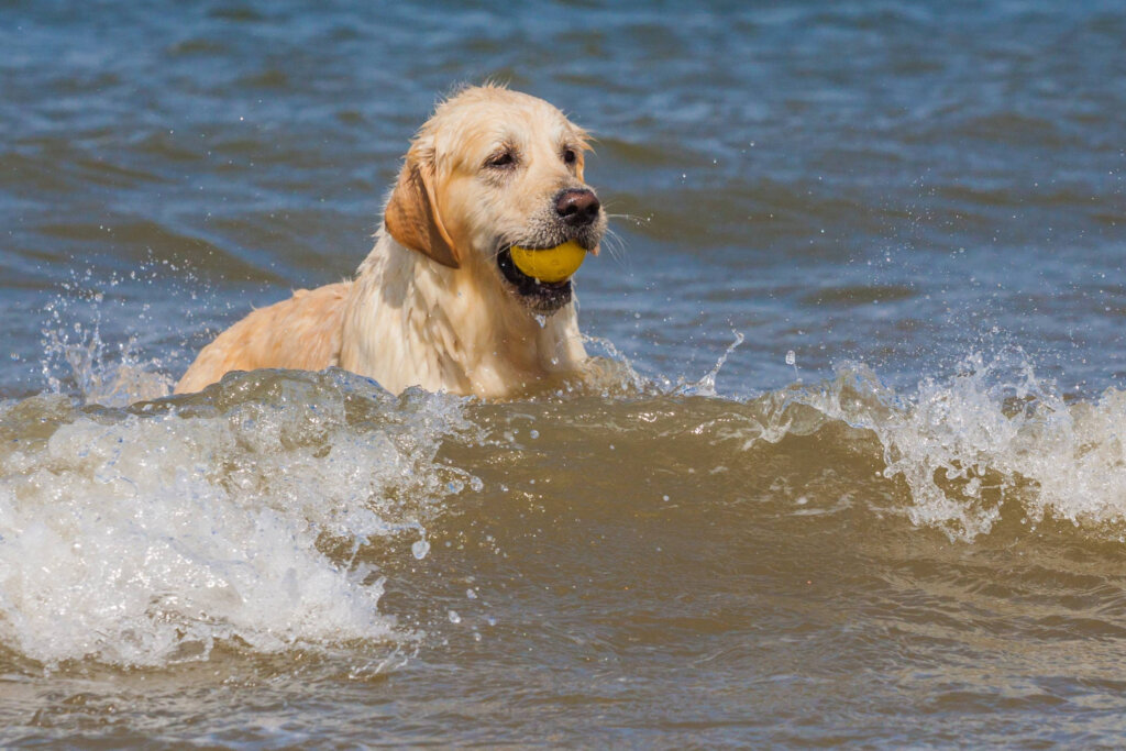 golden retriever la balle dans la gueule dans la mer