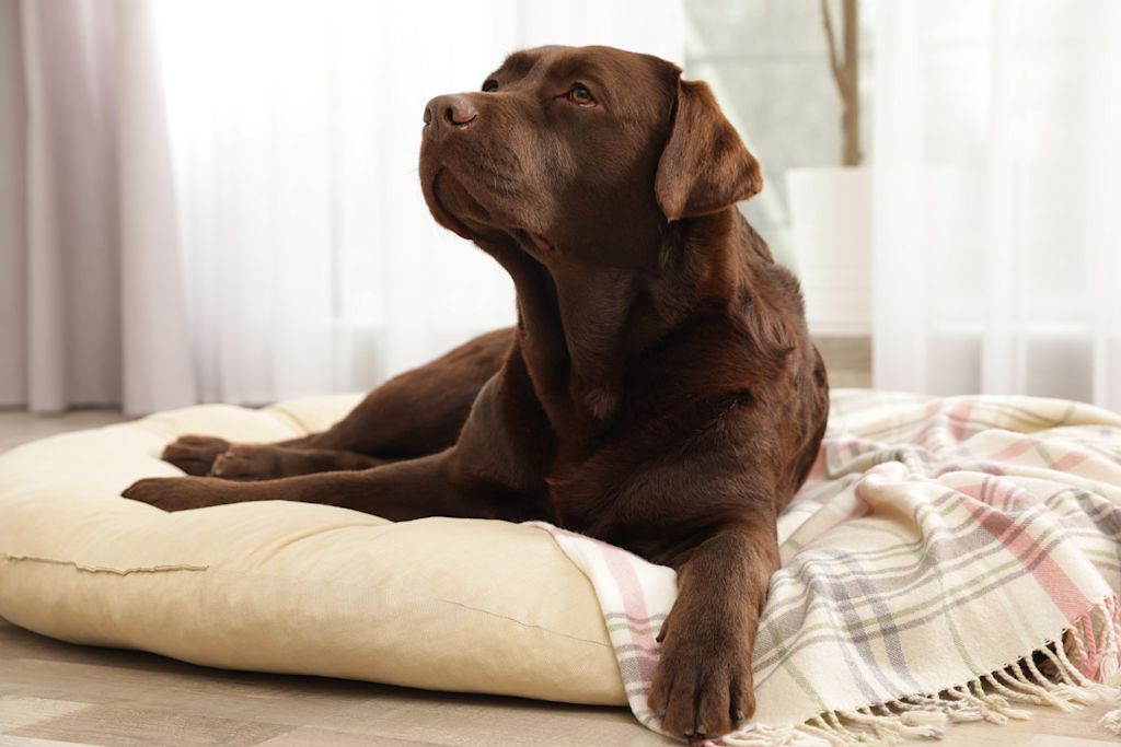 labrador chocolat
