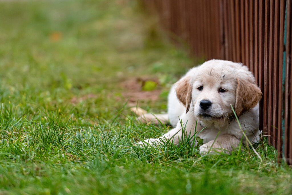 chiot golden retriever allonge