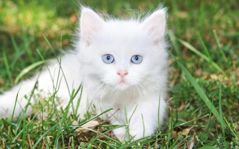 Les meilleurs prénoms pour votre chat blanc mâle