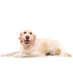 golden-retriever_0.jpg