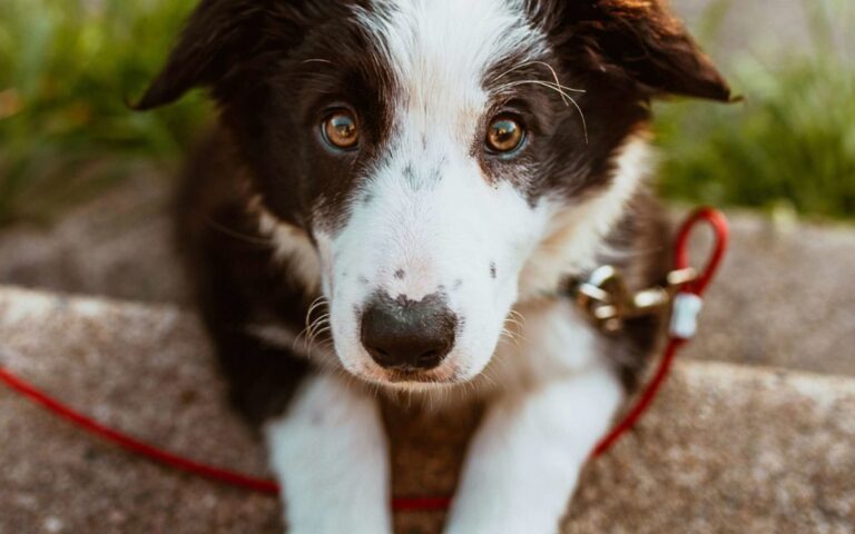 Harnais, laisse ou bien collier : que choisir pour promener mon chien ?