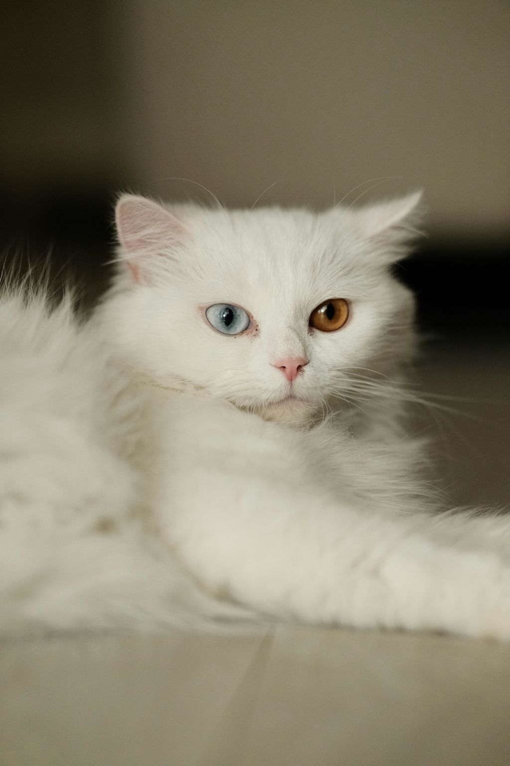 chat blanc allong&eacute;