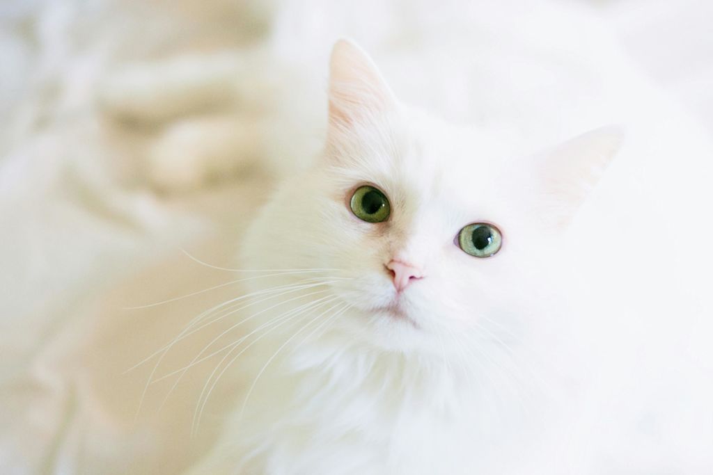 chat blanc