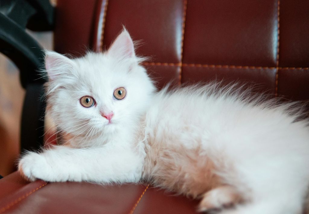chaton blanc