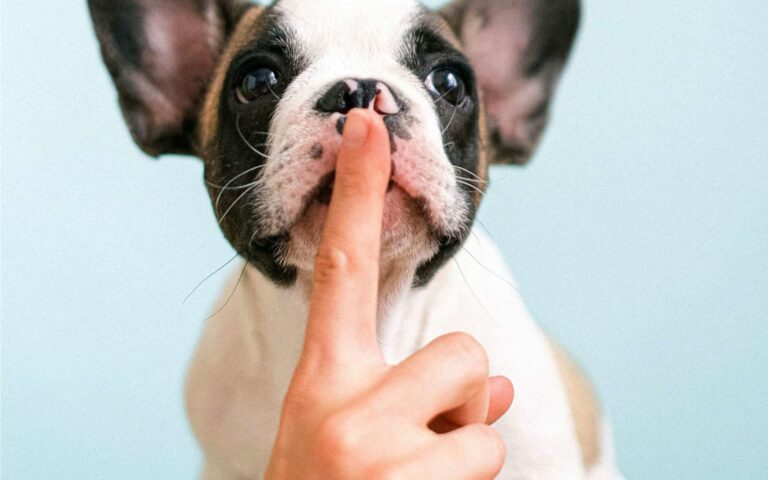 Pourquoi et comment utiliser un répulsif pour chien ?