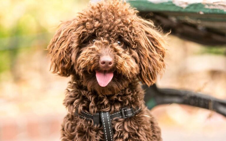 L&rsquo;allergie au chien : les symptômes, traitements et conseils