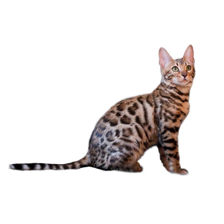 Bengal