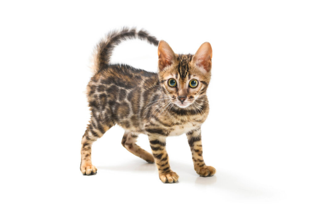 chaton bengal sur fond blanc