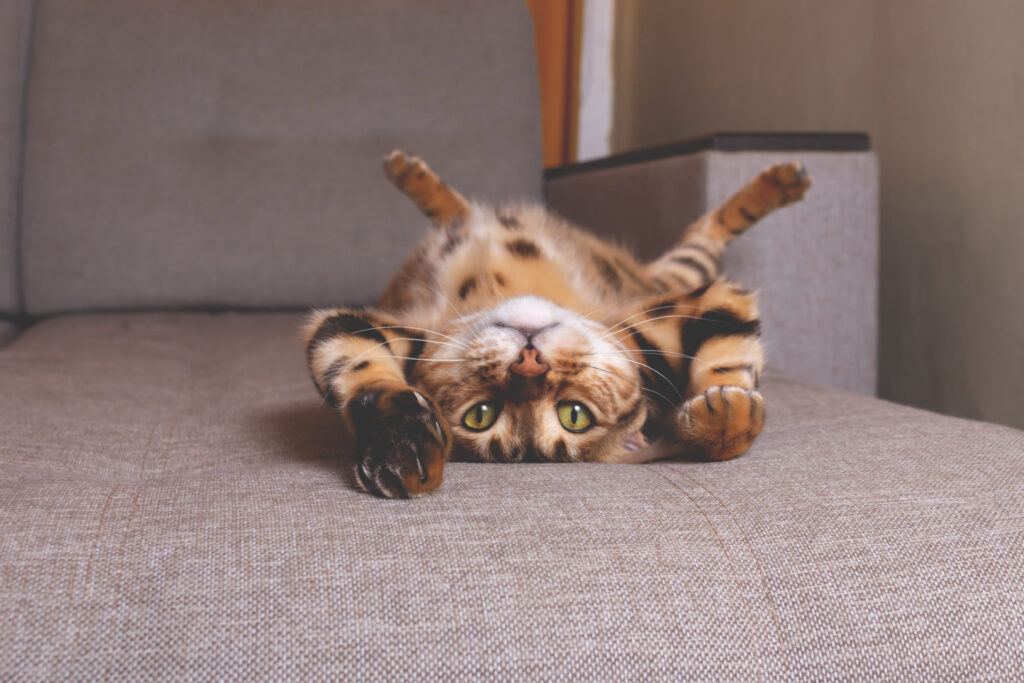 chat bengal couche sur le dos regarde l objectif