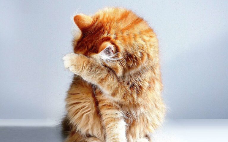 Comment reconnaitre et soigner la teigne du chat ?