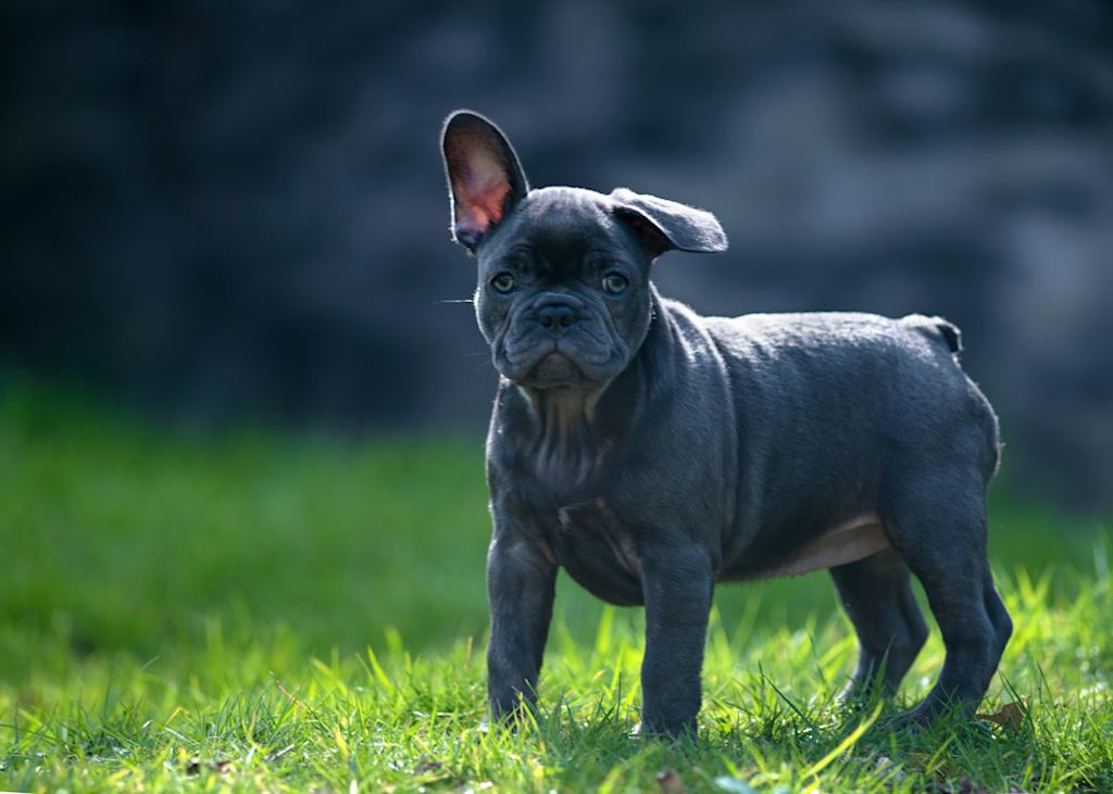 Bouledogue Fran&ccedil;ais bleu