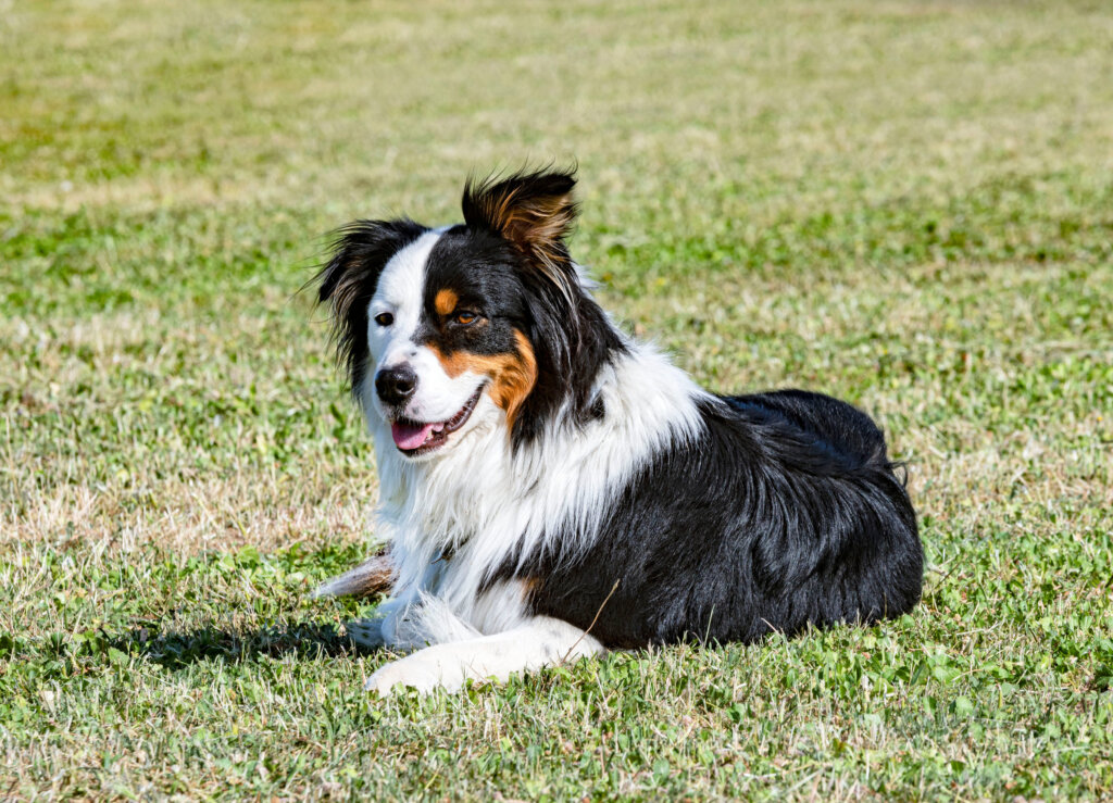 berger australien couche dans l herbe