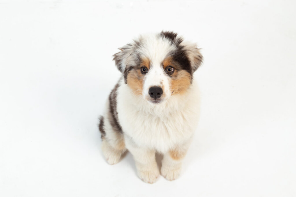 chiot berger australien sur fond blanc