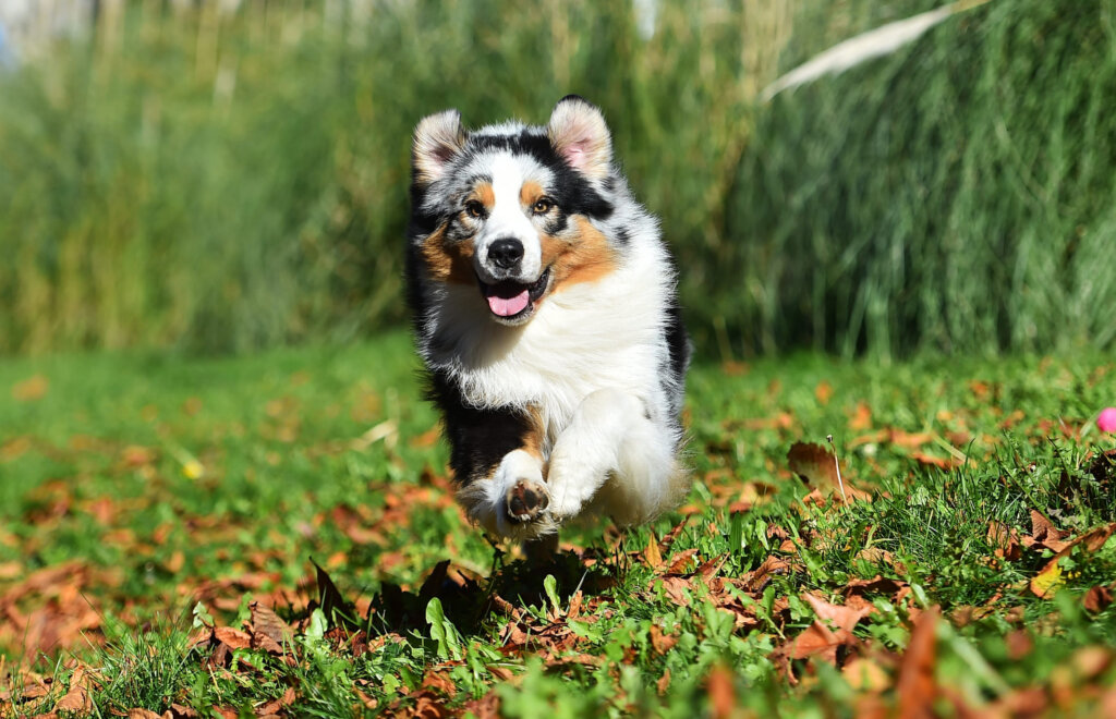 berger australien qui court dans les feuilles