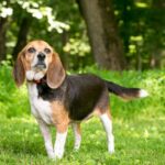 chien beagle