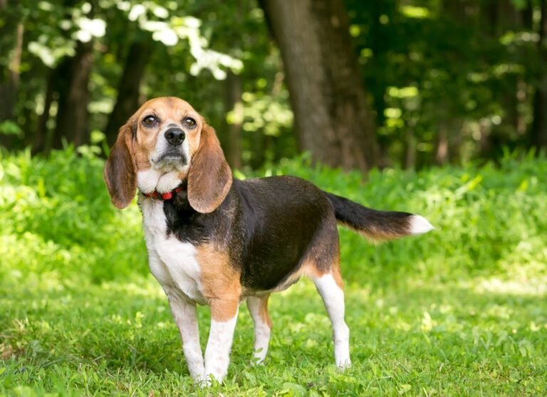 Beagle