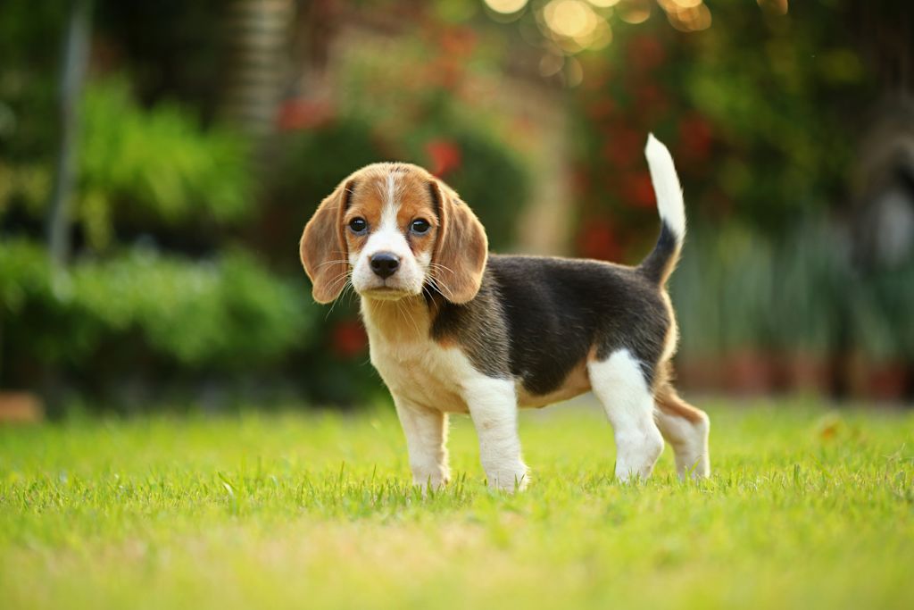 chiot beagle
