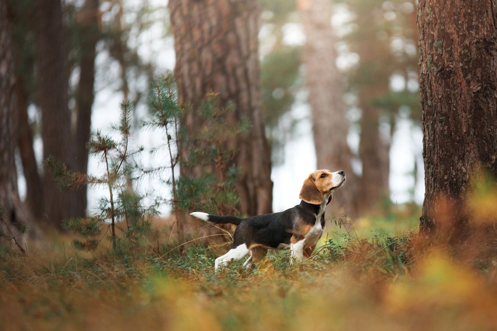 beagle a l arret
