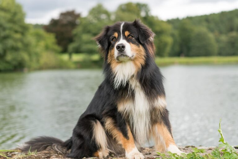 Berger Australien (Australian Shepherd)