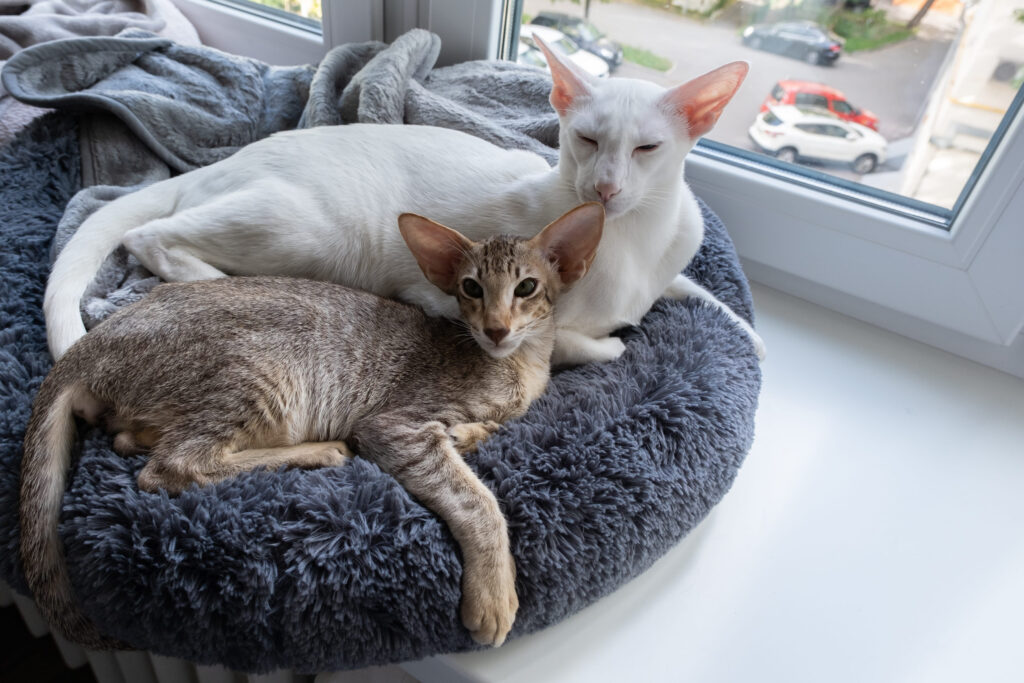 deux chats oriental shorthair allonges dans leurs panier