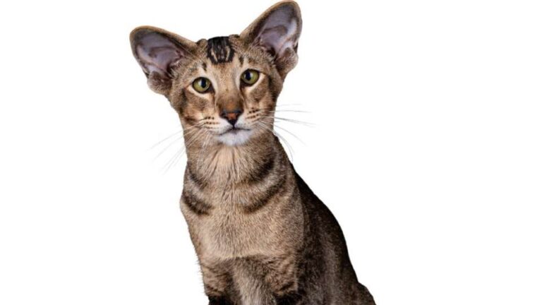 Chat Oriental