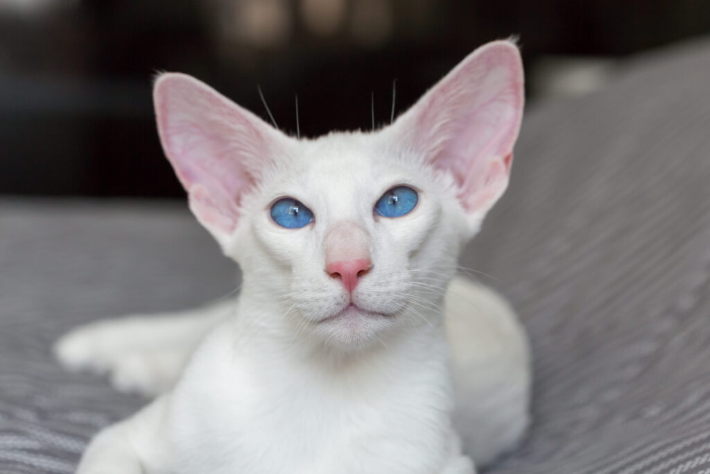 oriental shorthair blanc aux yeux bleus en gros plan