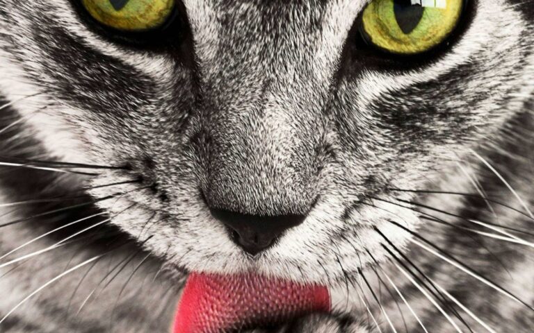 Pourquoi mon chat bave-t-il ?