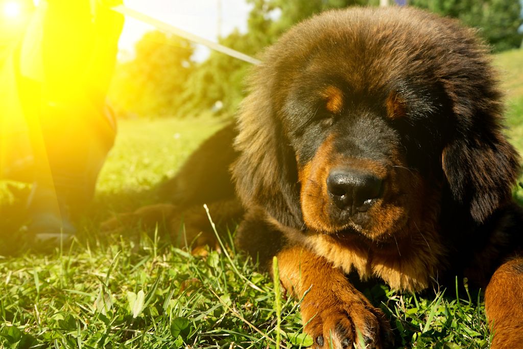 Dogue du tibet
