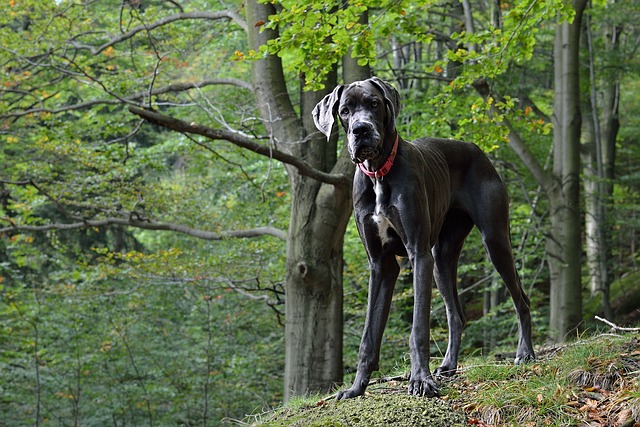 Quels sont les chiens les plus grands au monde ?