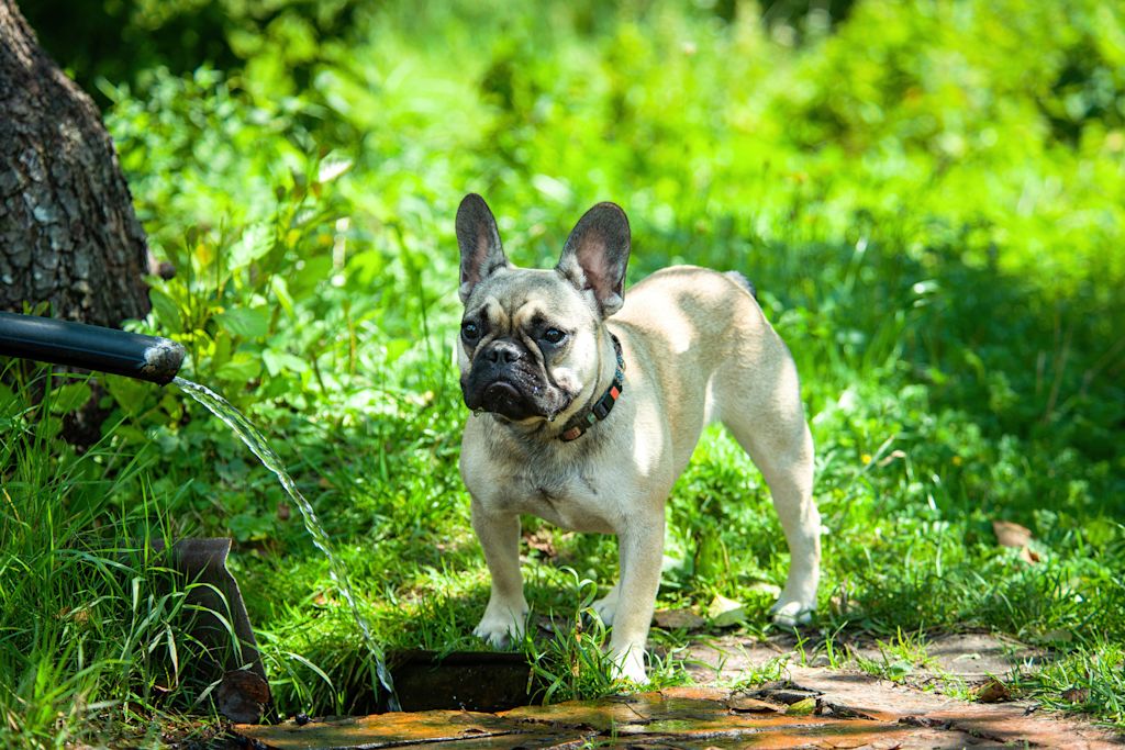 bouledogue francais