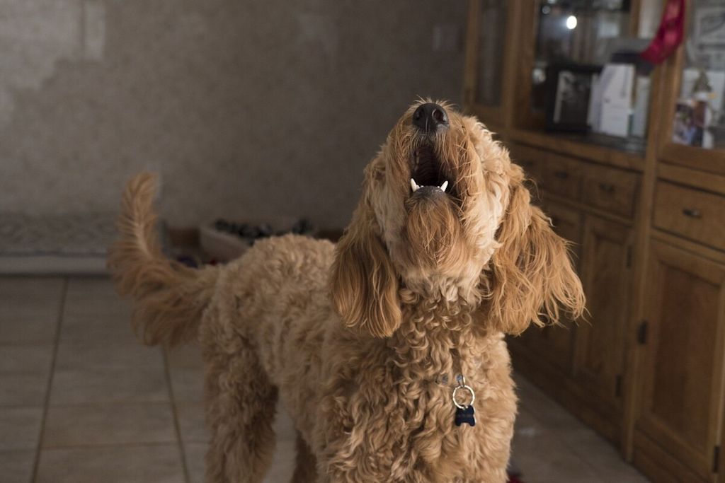 Chien qui aboie