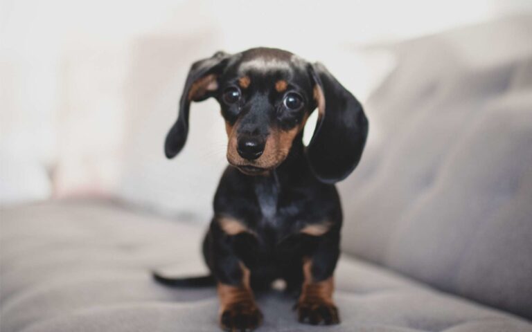 Top 10 des races de chiens de petite taille