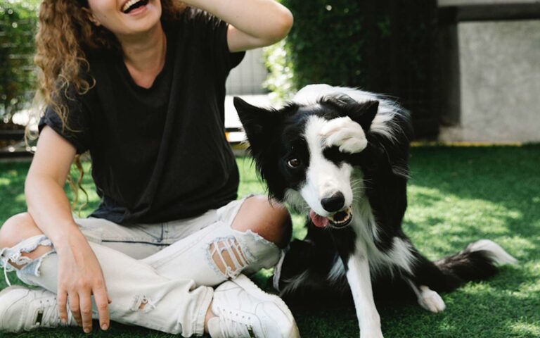 Apprendre facilement des tours à son chien