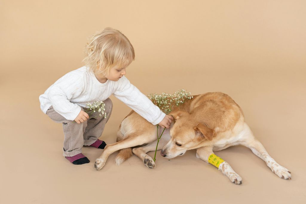 Chien avec bandage