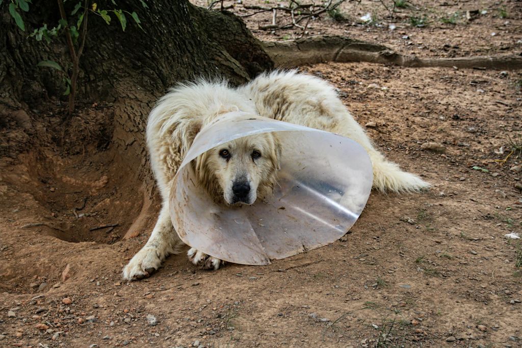 chien avec collerette