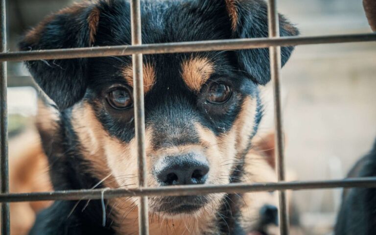 Une journée mondiale contre l’abandon des animaux de compagnie