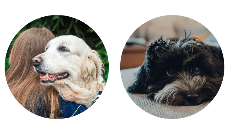 Assurance pour chien &acirc;g&eacute;