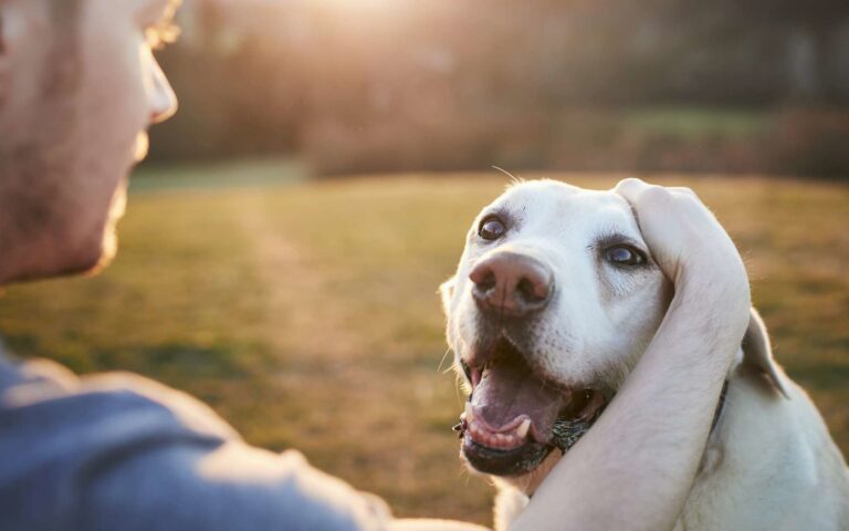 Quelle assurance pour un chien âgé ?