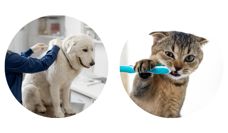 r&eacute;solution 1 chien chat vaccins d&eacute;tartrage antiparasitaires antipuces vermifuges