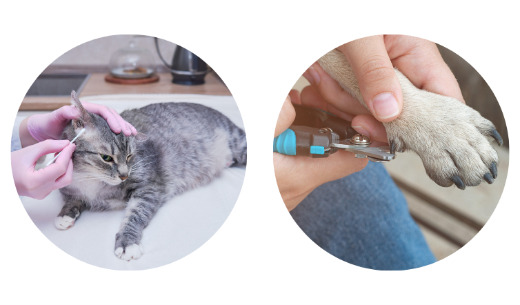 r&eacute;solution 2 chien chat oreilles griffes yeux