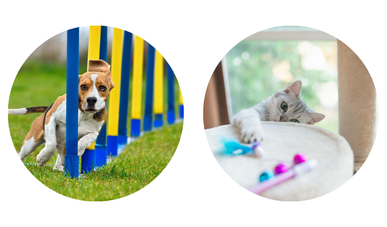 r&eacute;solution 3 chien chat agility jouet