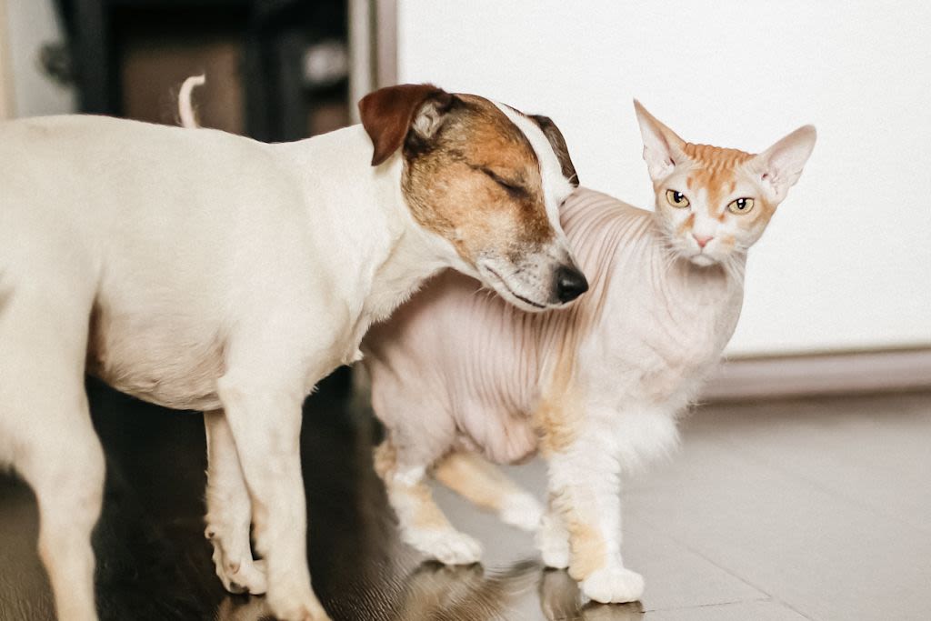 Chien et chats