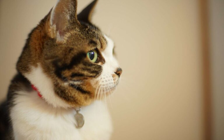 Une assurance chat sans limite d&rsquo;âge : les options !