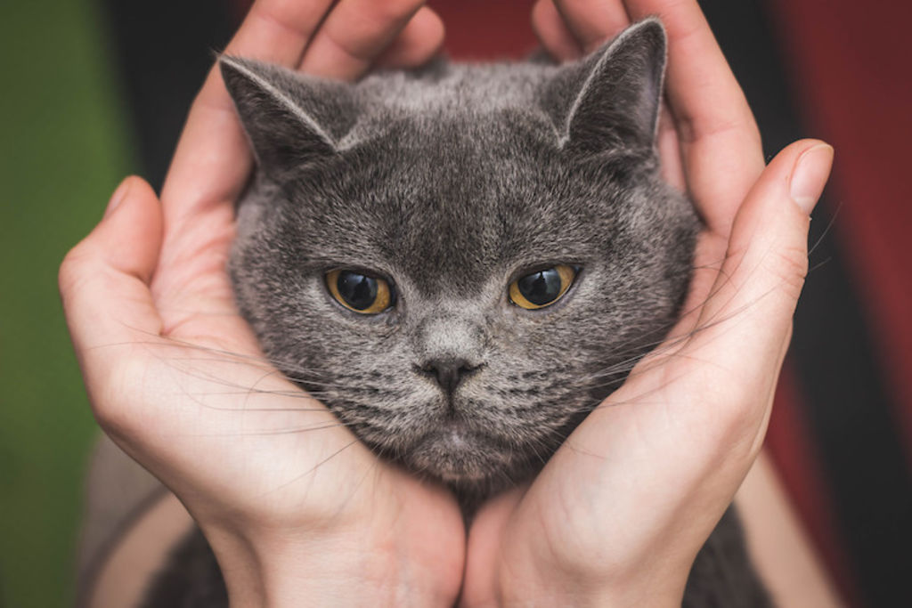 chat amoureux_0