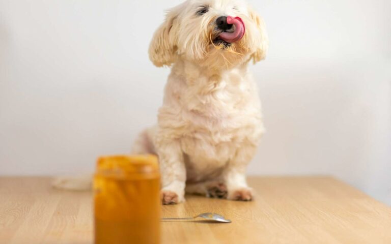 Peut-on donner du beurre de cacahuète à son chien ?